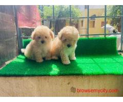 KCI Maltipoo Puppies for Sale in Bangalore