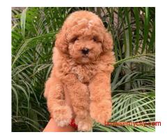 KCI Poodle Puppies for Sale in Delhi
