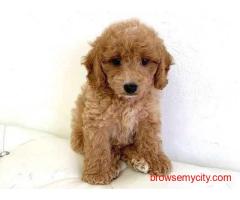 Cavapoo Puppies Price in Delhi