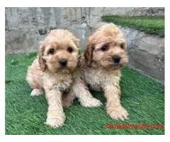 KCI Cockapoo Puppies for Sale in Delhi