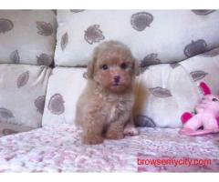 KCI Maltipoo Puppies for Sale in Delhi