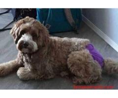 KCI Labradoodle Puppies Available for Sale in Delhi