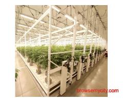 Mobile Vertical Grow Rack System