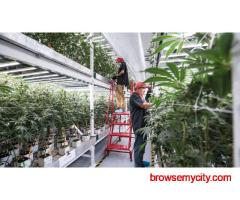 Mobile Vertical Grow Rack System
