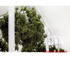 Mobile Vertical Grow Rack System