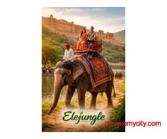 Elephant Sanctuary Jaipur Where Ethical Encounters Create Lifelong Memories