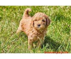 KCI Goldendoodle Puppies Available for Sale in Delhi