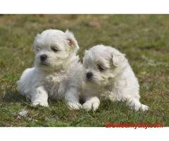KCI Maltese Puppies Available for Sale in Delhi
