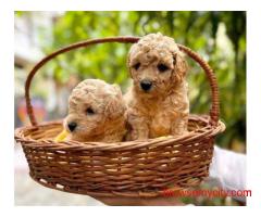 KCI Poodle Puppies Available for Sale in Chennai