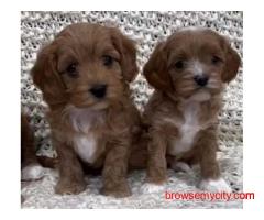 KCI Cavapoo Puppies Available for Sale in Chennai