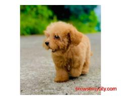KCI Cockapoo Puppies Available for Sale in Chennai