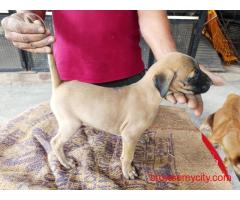 Puppies for Sale