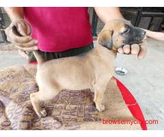 Puppies for Sale