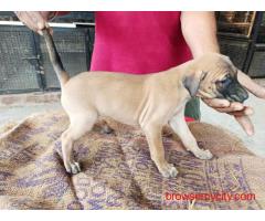 Puppies for Sale