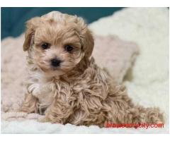 KCI Maltipoo Puppies Available for Sale in Chennai