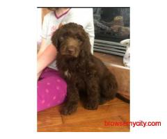 KCI Labradoodle Puppies Available for Sale in Chennai