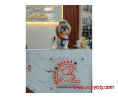 Billu & Bella - Pet Clinic in Dwarka, Delhi
