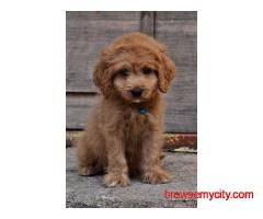 KCI Goldendoodle Puppies Available for Sale in Chennai