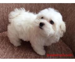 KCI Maltese Puppies Available for Sale in Chennai