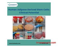 Human Adipose‑Derived Stem Cells: Clinical Potential