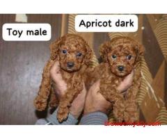 KCI Poodle Puppies Available for Sale in Lucknow