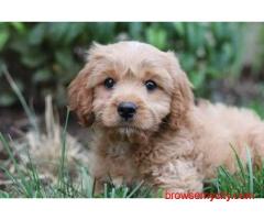 KCI Cavapoo Puppies Available for Sale in Lucknow
