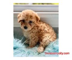 KCI Cockapoo Puppies Available for Sale in Lucknow