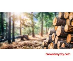 Timber Management Companies – Professional Forestry & Land Management Services