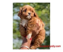 KCI Maltipoo Puppies Available for Sale in Lucknow