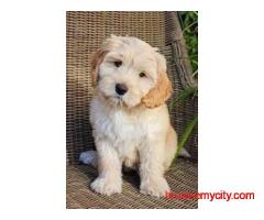 KCI Labradoodle Puppies Available for Sale in Lucknow
