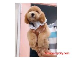 KCI Goldendoodle Puppies Available for Sale in Lucknow
