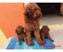 KCI Poodle Puppies Available for Sale in Mumbai
