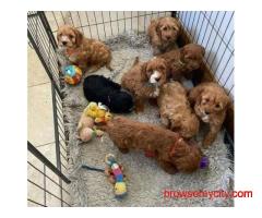 KCI Cockapoo Puppies Available for Sale in Mumbai