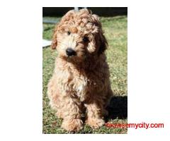 KCI Labradoodle Puppies Available for Sale in Mumbai