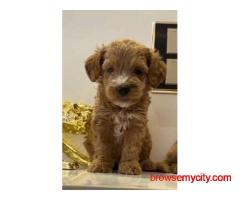 KCI Goldendoodle Puppies Available for Sale in Mumbai