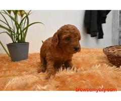 KCI Poodle Puppies Available for Sale in Jaipur