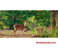 Corbett National Park Package 2 Nights 3 Days INR:6900/-