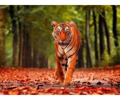 Corbett National Park Package 2 Nights 3 Days INR:6900/-