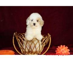 KCI Cavapoo Puppies Available for Sale in Jaipur