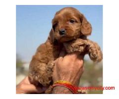 KCI Cockapoo Puppies Available for Sale in Jaipur