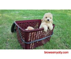 KCI Maltipoo Puppies Available for Sale in Jaipur