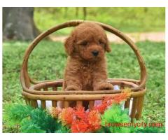 KCI Labradoodle Puppies Available for Sale in Jaipur