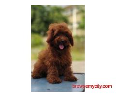 KCI Goldendoodle Puppies Available for Sale in Jaipur