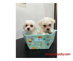 KCI Maltese Puppies Available for Sale in Jaipur