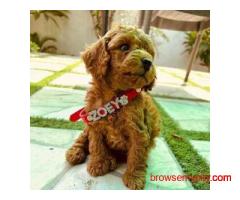 KCI Poodle Puppies Available for Sale in Pune