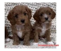 KCI Cavapoo Puppies Available for Sale in Pune