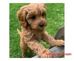 KCI Cockapoo Puppies Available for Sale in Pune