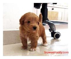 KCI Maltipoo Puppies Available for Sale in Pune