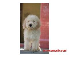 KCI Labradoodle Puppies Available for Sale in Pune
