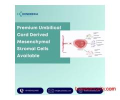 Premium Umbilical Cord Derived Mesenchymal Stromal Cells Available